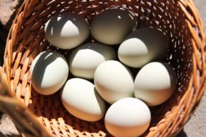 cesta de ovos 300x200 - 20 Alimentos Saudáveis Que São Incrivelmente Baratos