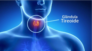 glandula tireoide 300x169 - 8 Causas da Queda de Cabelo